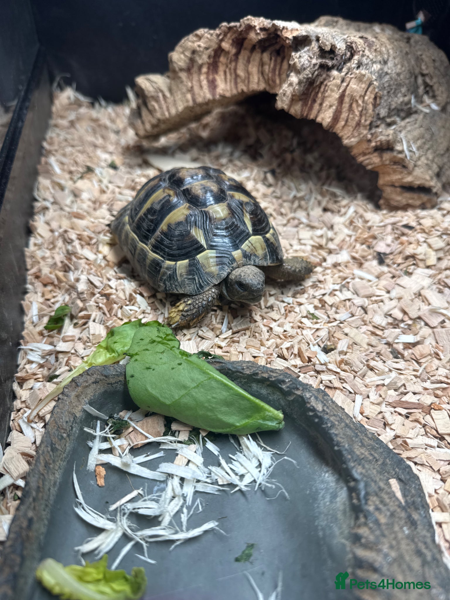 Hermann Tortoise reptiles Hermanns Tortoise  - Advert 1