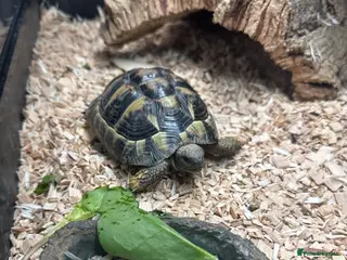 Hermann Tortoise reptiles Hermanns Tortoise - Advert 17
