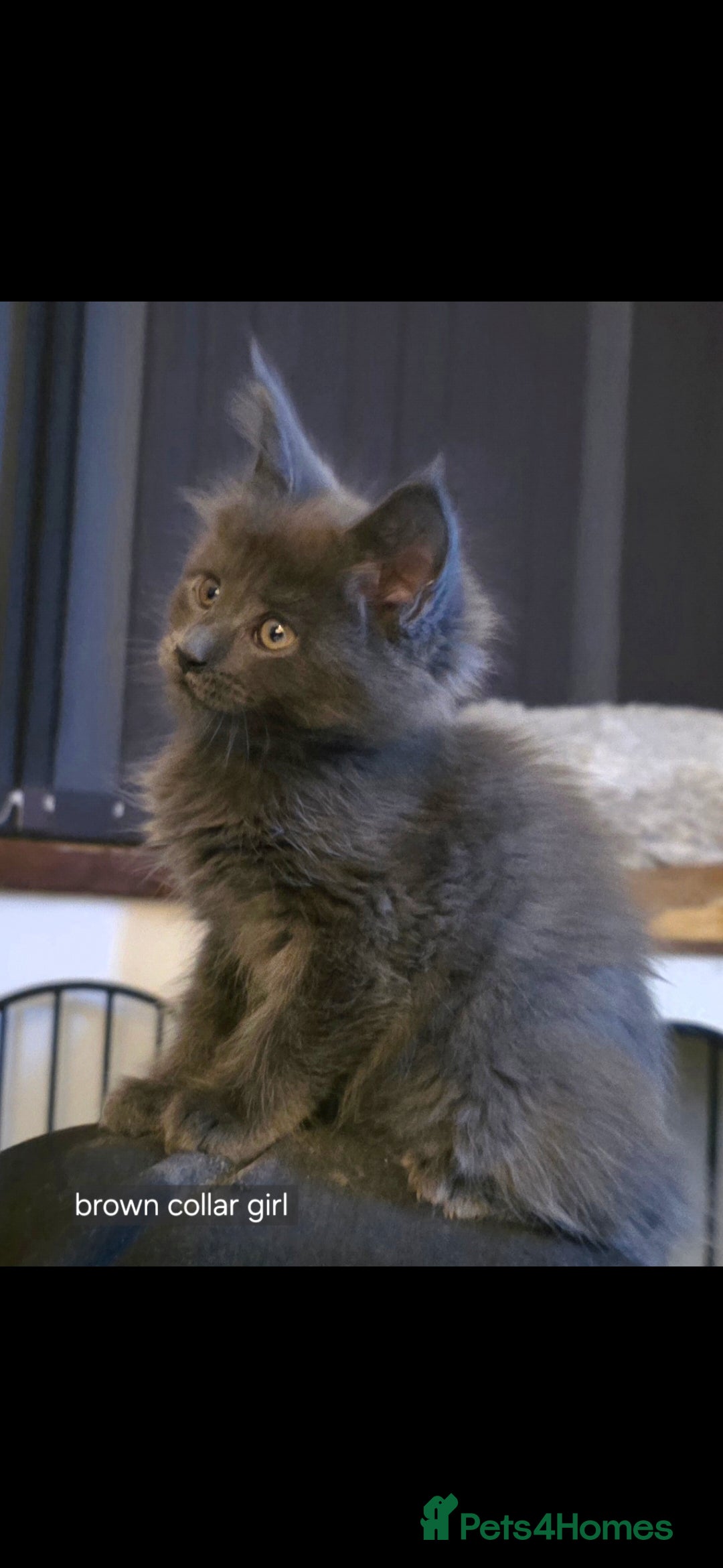 Maine Coon cats for sale: Maine coon pedigree kittens  - Advert 10