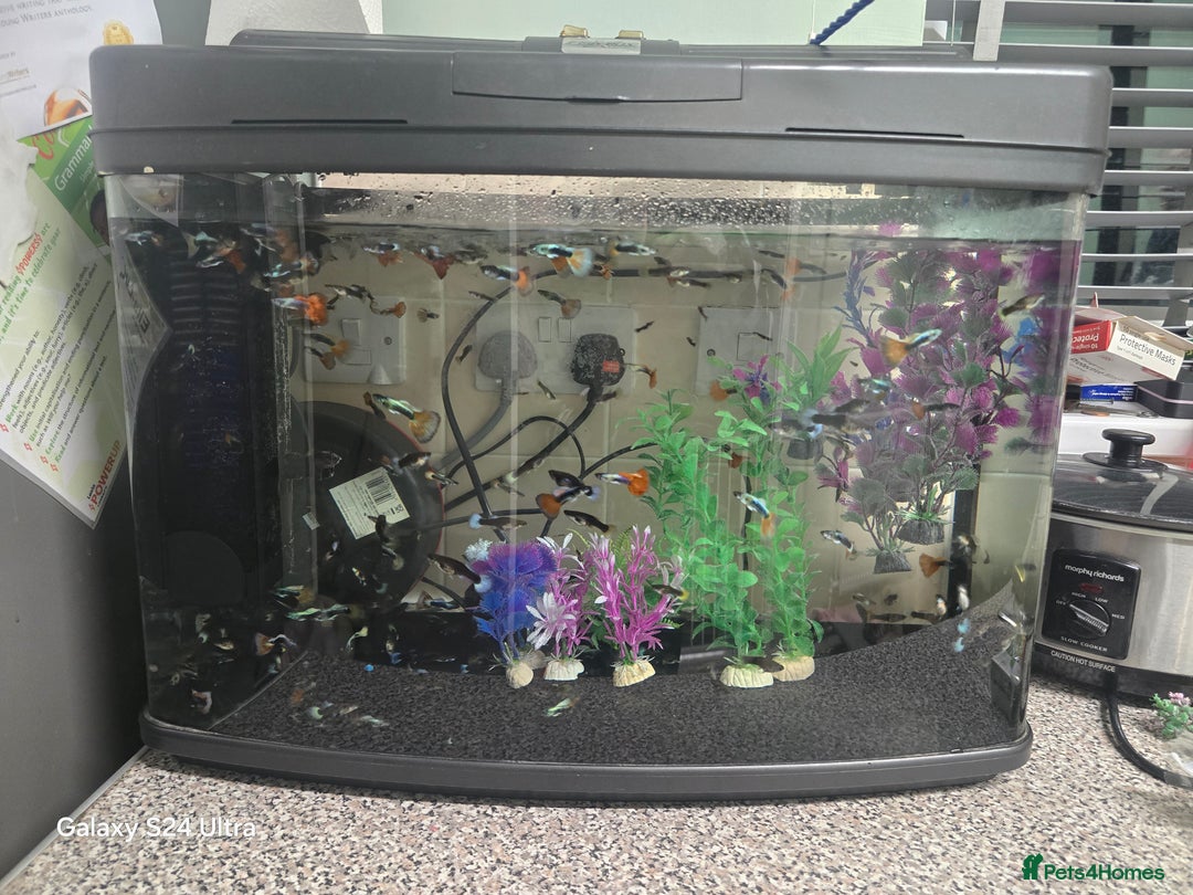 Mollies fish for sale: Guppies male and female - Advert 2