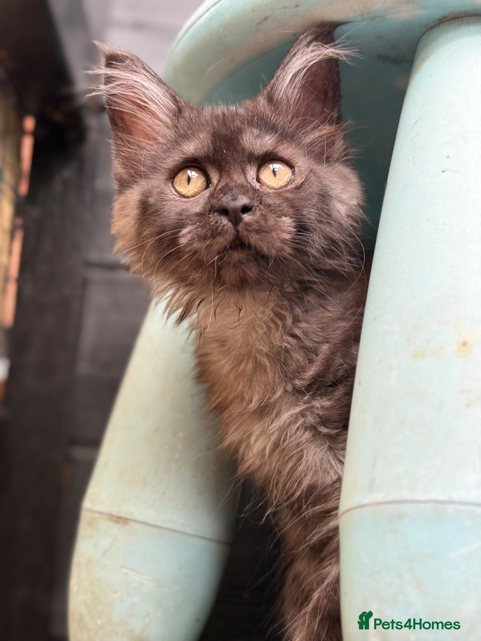 Maine Coon cats Active registered Russian female Mainecoons - Advert 15