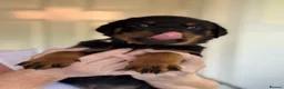 Rottweiler dogs for sale: Rottweiler puppies - Advert 24