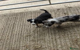 Border Collie dogs for sale: Border Collie puppies  - Image 20
