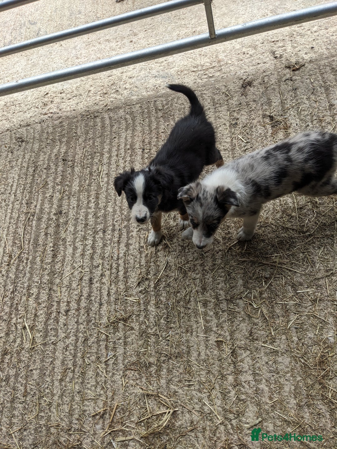 Border Collie dogs for sale: Border Collie puppies  - Image 20