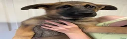 German Shepherd dogs for sale: Dm clear German shepherd pups born on the 19th sep - Advert 13