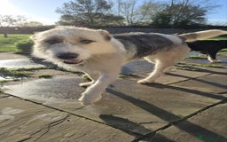 Mixed Breed dogs for adoption: Harley 💙 ( & brother Hershey )  - Advert 14