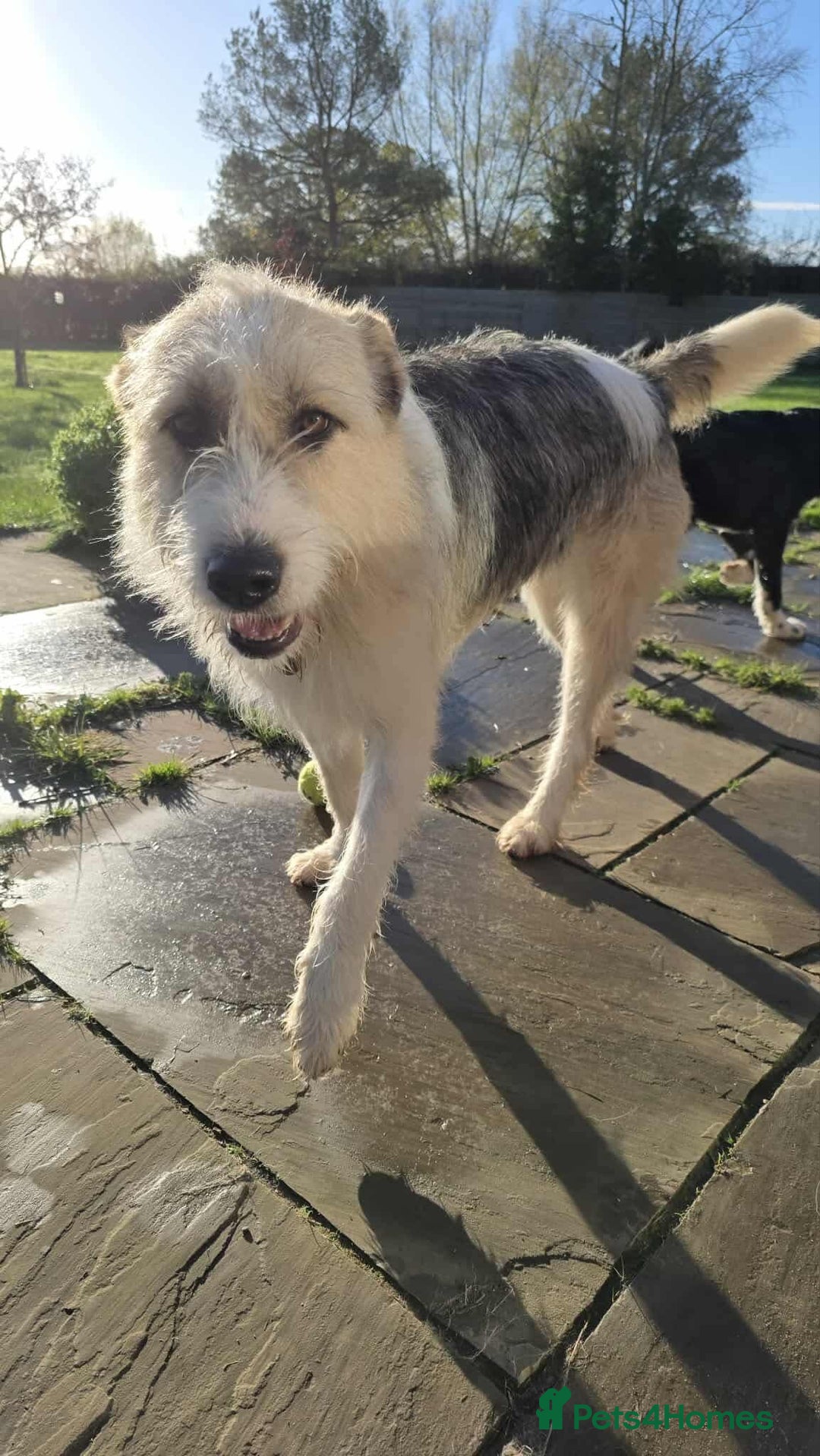 Mixed Breed dogs for adoption: Harley 💙 ( & brother Hershey )  - Advert 14