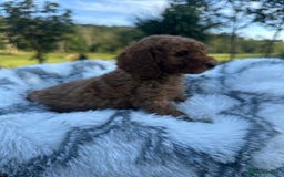 Cockapoo dogs for sale: Lovely litter cockapoo  - Image 20