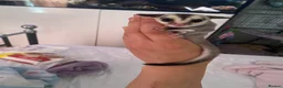 Sugar Glider rodents for sale: Mosaic male and grey female both het creamino - Advert 18