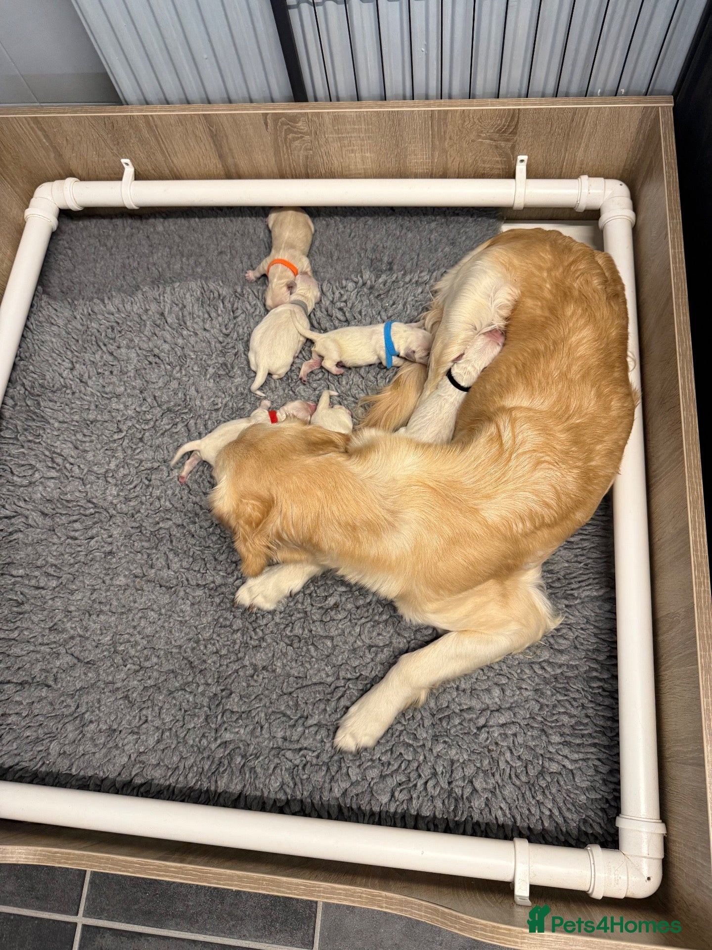 Golden Retriever dogs for sale: 6 beautiful golden retriever boys - Advert 1