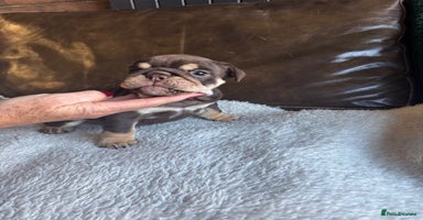 English Bulldog dogs - Advert 7