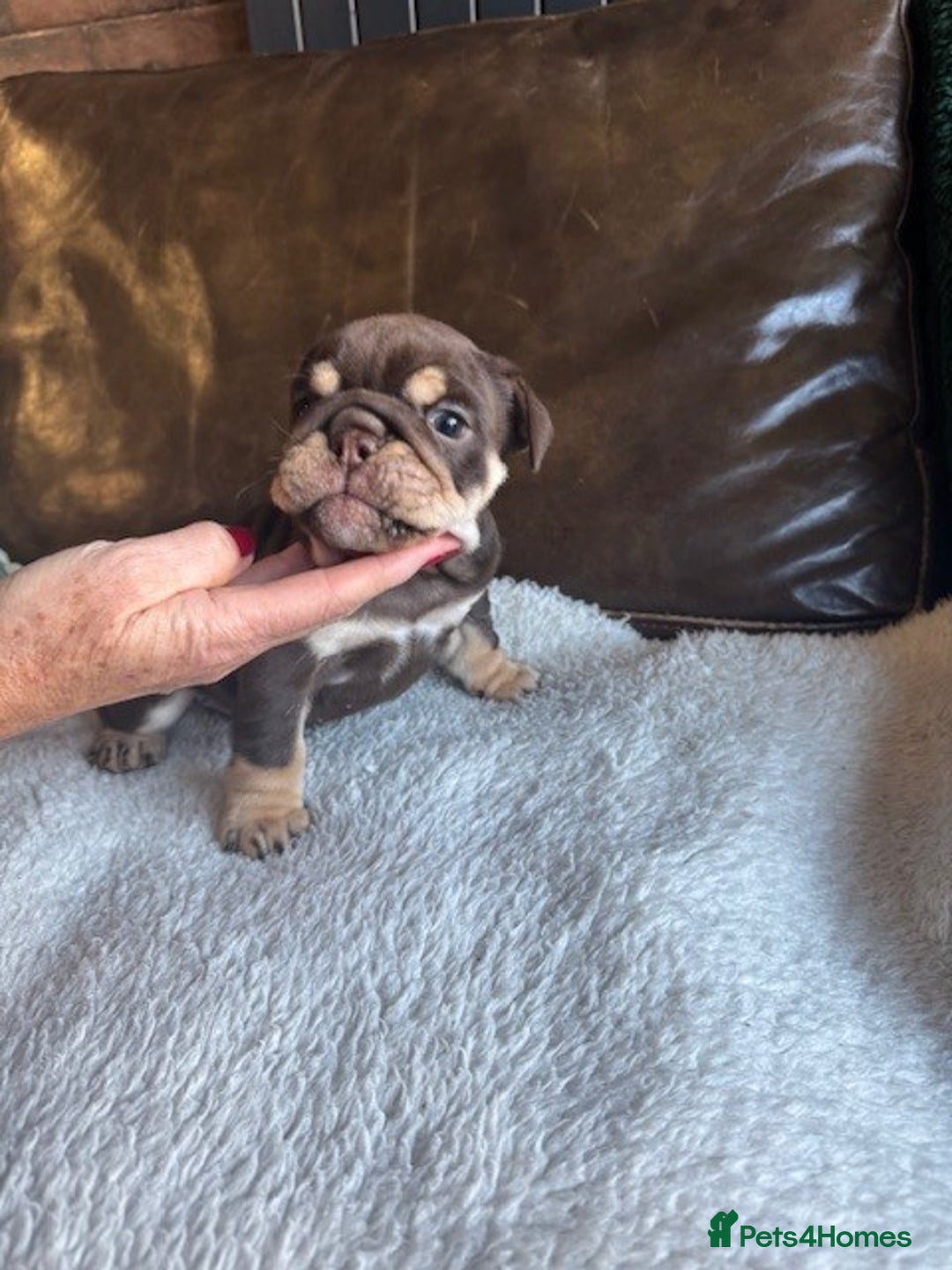 English Bulldog dogs for sale: Beautiful English Bulldog Puppies - Image 2
