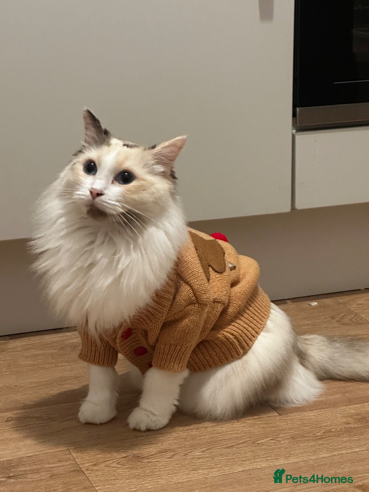Mixed Breed cats for sale: Beautiful Ragdoll Mix Kittens –  Litter Ready Soon - Advert 1