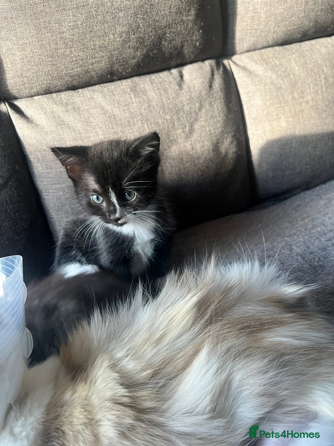 Mixed Breed cats for sale: Last boy available! - Advert 3