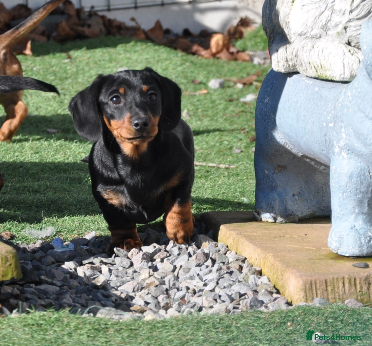 Dachshund dogs Kennel Club Mini Smooth Dachshund Puppy Girls - Advert 6