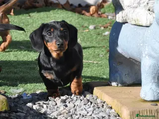 Dachshund dogs Kennel Club Mini Smooth Dachshund Puppy Girls - Advert 6