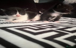 Mixed Breed cats for sale: Toxido kittens  - Image 13