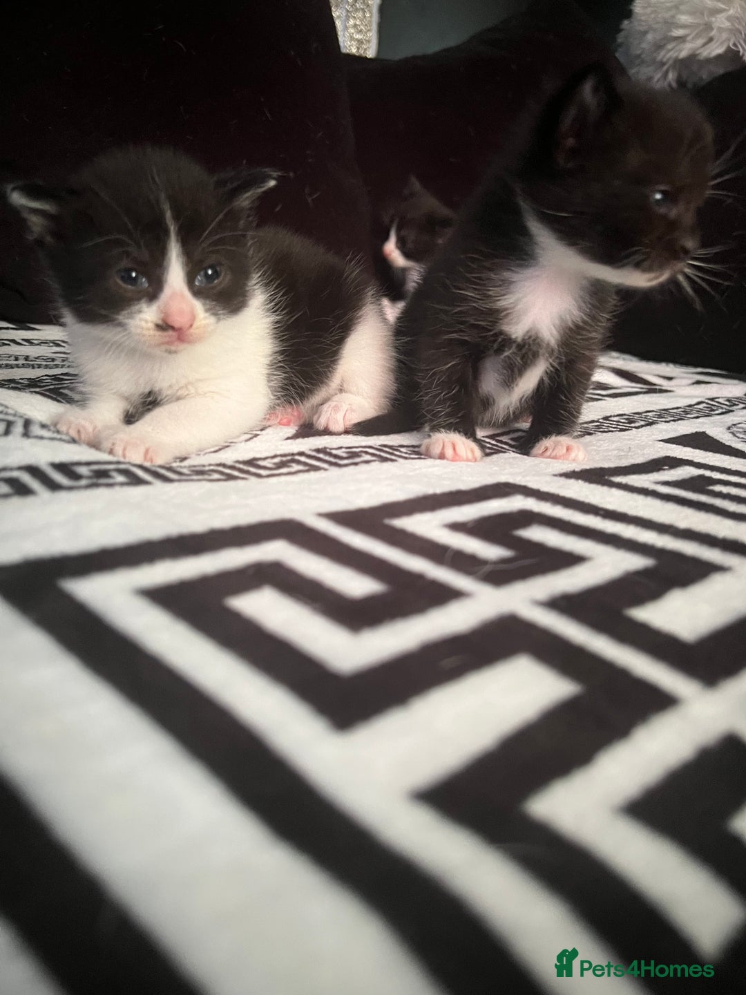 Mixed Breed cats for sale: Toxido kittens  - Image 13