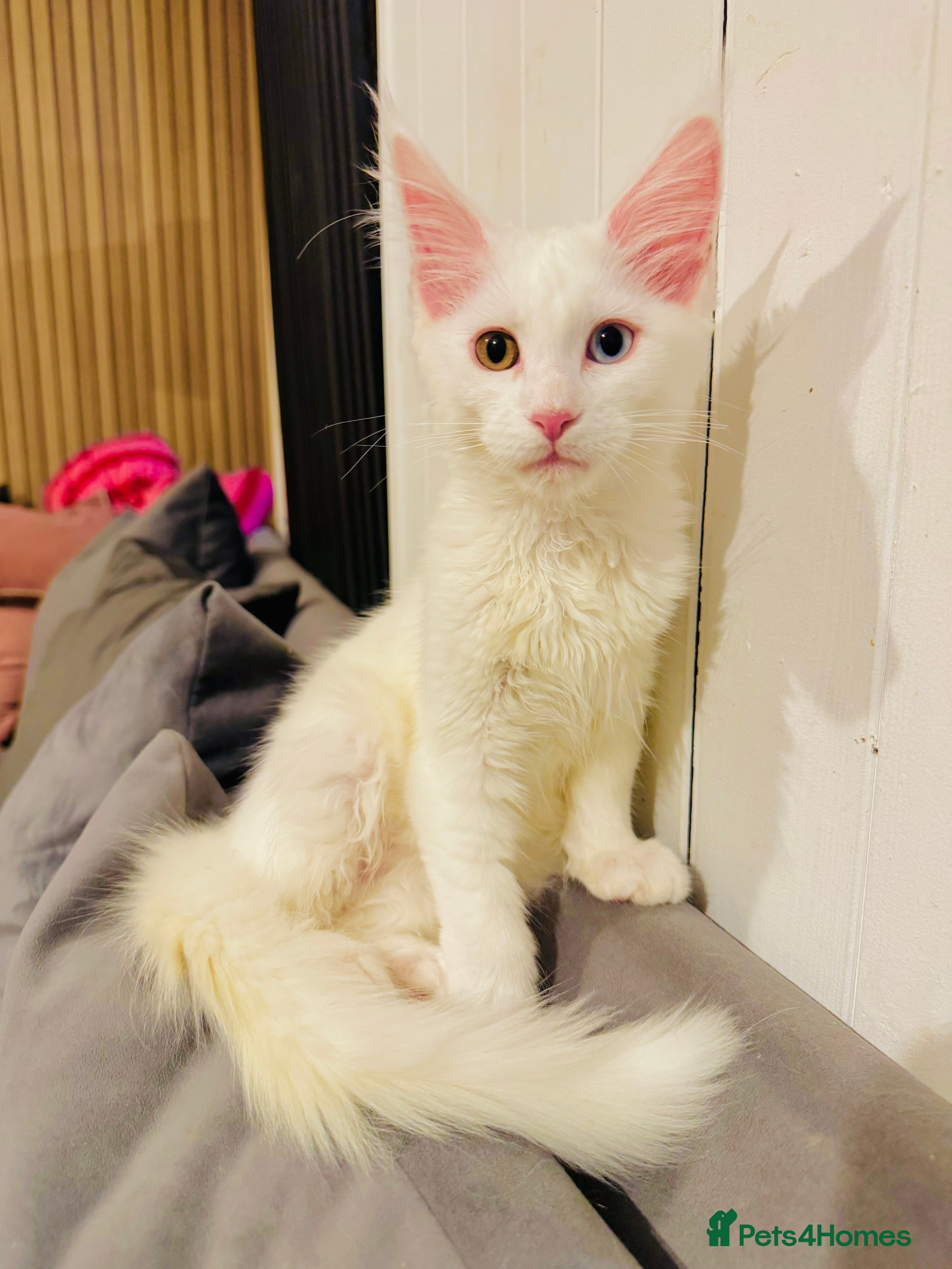 Maine Coon cats Maine Coon kittens TICA reg. 3girls available  - Advert 14