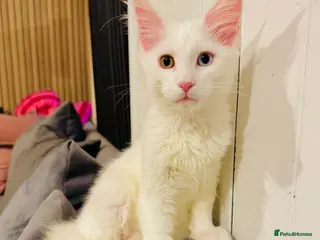 Maine Coon cats Maine Coon kittens TICA reg. 3girls available - Advert 14