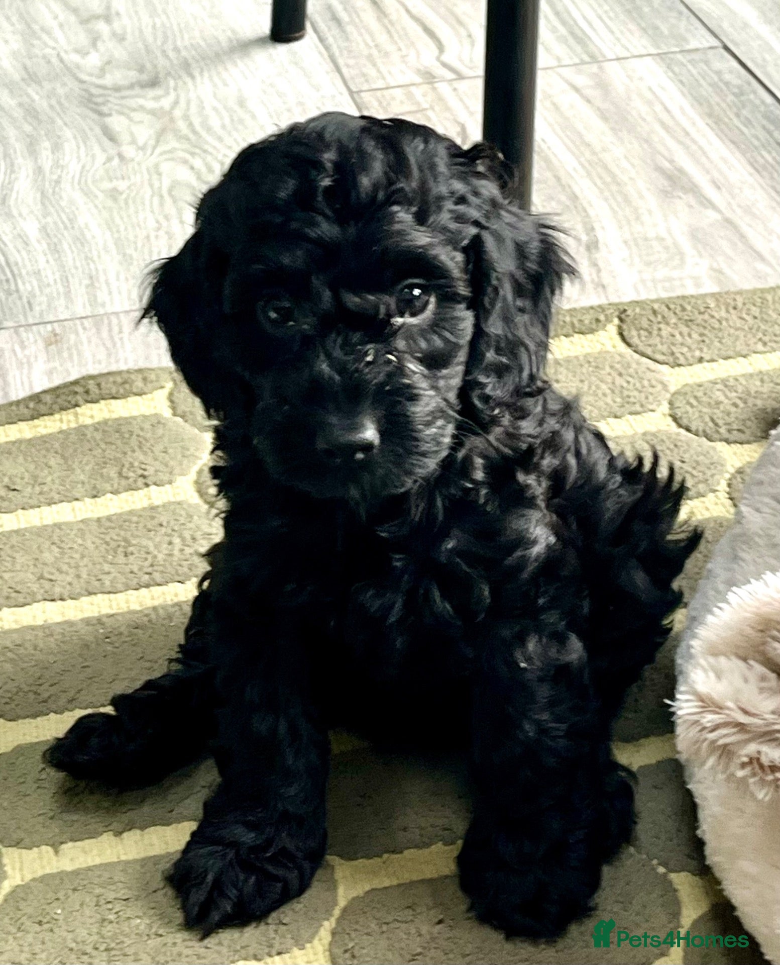 Cockapoo dogs Cockapoo Puppies  - Advert 10