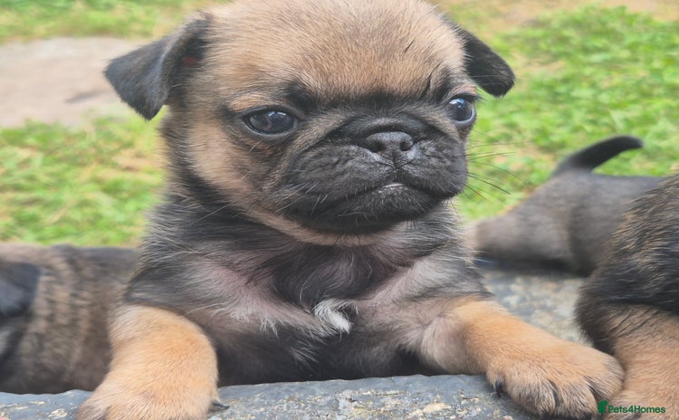 Pug dogs - Advert 2