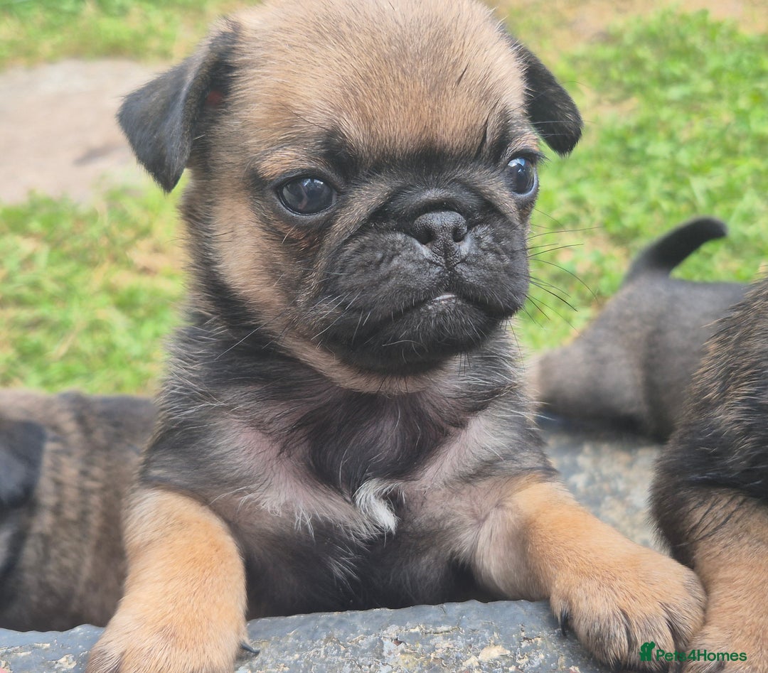 Pug dogs for sale: 2 x Apricot males - Image 1