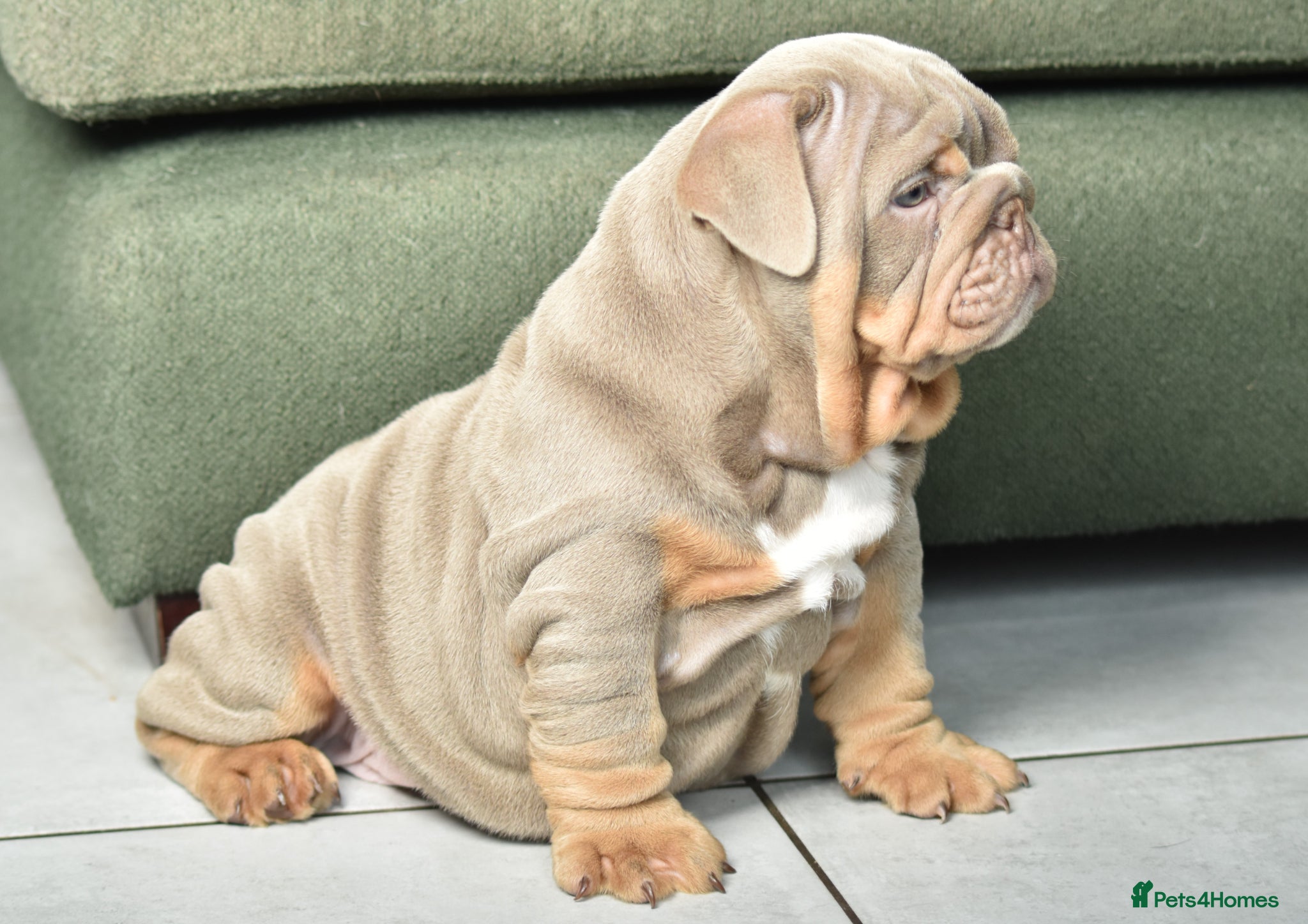 English Bulldog dogs Like Father Like Son 1 Male pup available - Advert 8