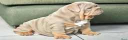 English Bulldog dogs for sale: Like Father Like Son 1 Male pup available in Burnley - Advert 15