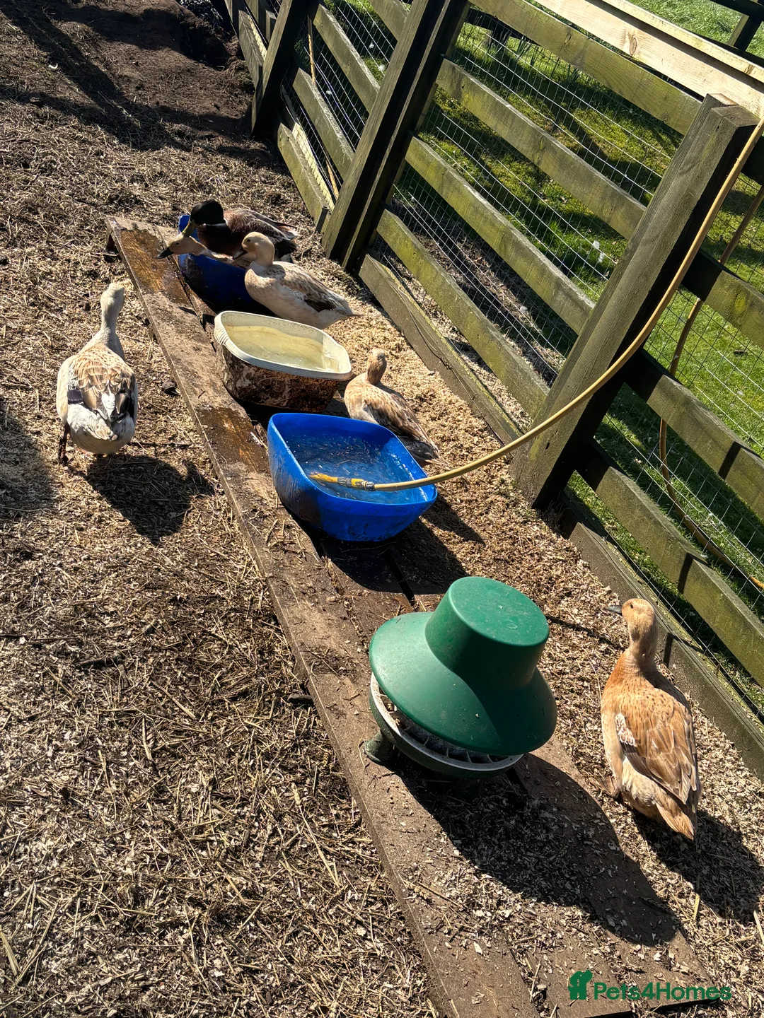 Ducks poultry for sale: Welsh harlequin breeding pairs  - Advert 2