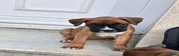 Boxer dogs for sale: READY NOW- Stunning boxer puppies - Advert 11