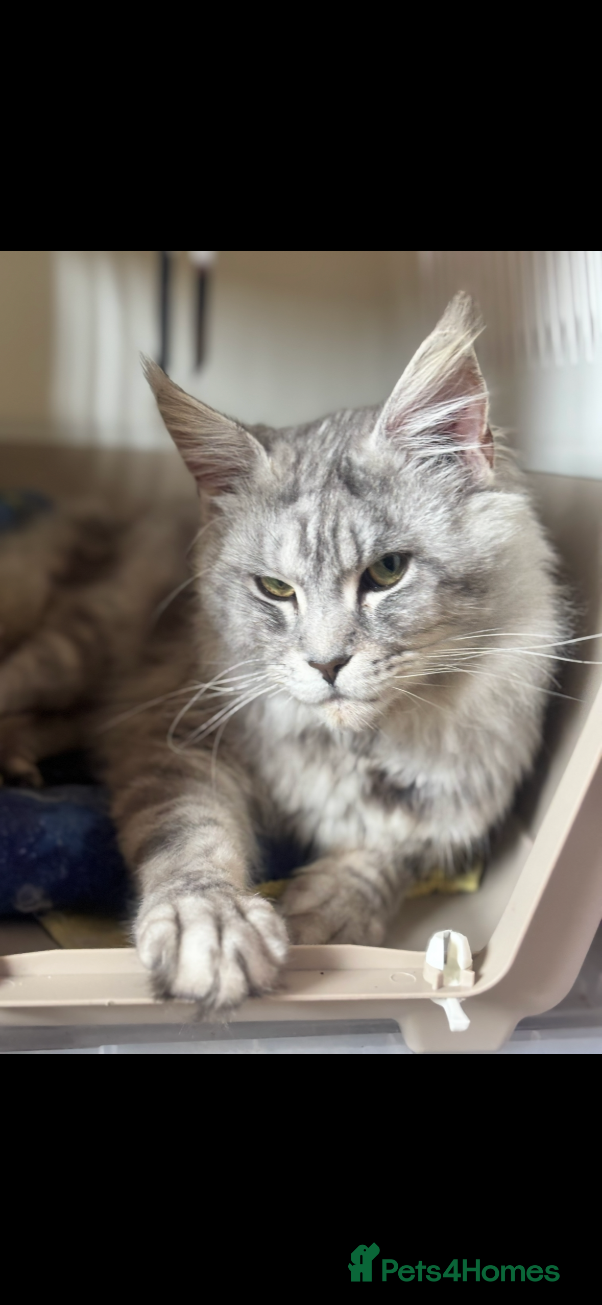 Maine Coon cats TICA Active Male Maine Coon available  - Advert 1