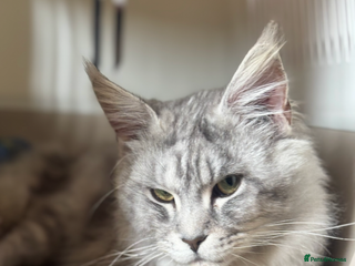 Maine Coon cats TICA Active Male Maine Coon available - Advert 1