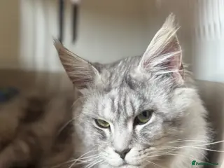 Maine Coon cats TICA Active Male Maine Coon available - Advert 15