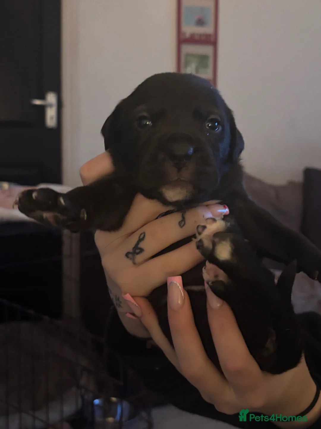 Mixed Breed dogs for sale: Staffy cross cane  in Runcorn - Advert 14