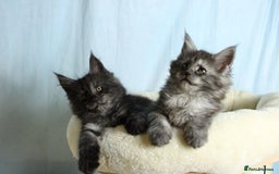 Maine Coon cats for sale: 🔥Stunning Maine Coon kittens🔥 - Image 5