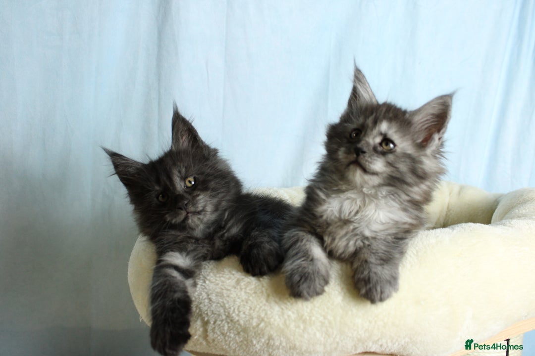 Maine Coon cats for sale: 🔥Stunning Maine Coon kittens🔥 - Image 5
