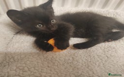 Mixed Breed cats for sale: Lovely kittens ready to reserve. - Image 8