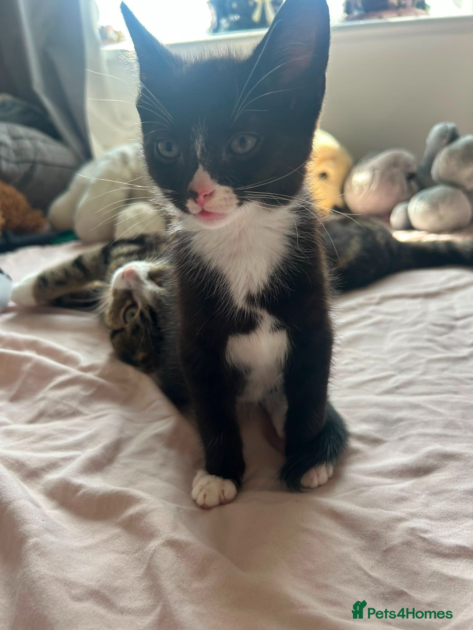 Mixed Breed cats 2 kittens looking for their forever home - Advert 1