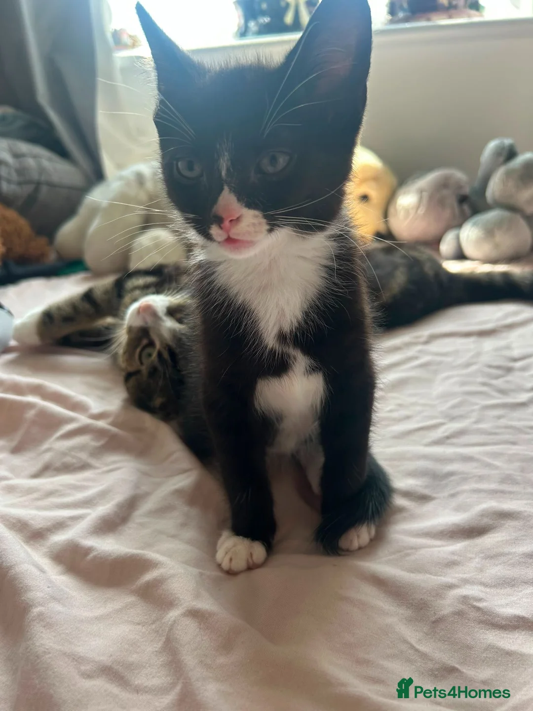 Mixed Breed cats for sale: 2 kittens looking for their forever home - Advert 1