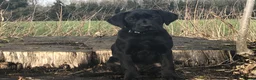 Labrador Retriever dogs for stud: Fully Tested Champion Labrador - Advert 6