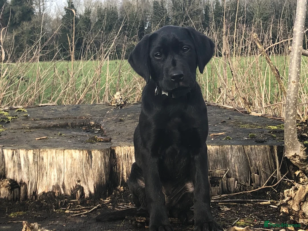 Labrador Retriever dogs for stud: Fully Tested Champion Labrador - Advert 6