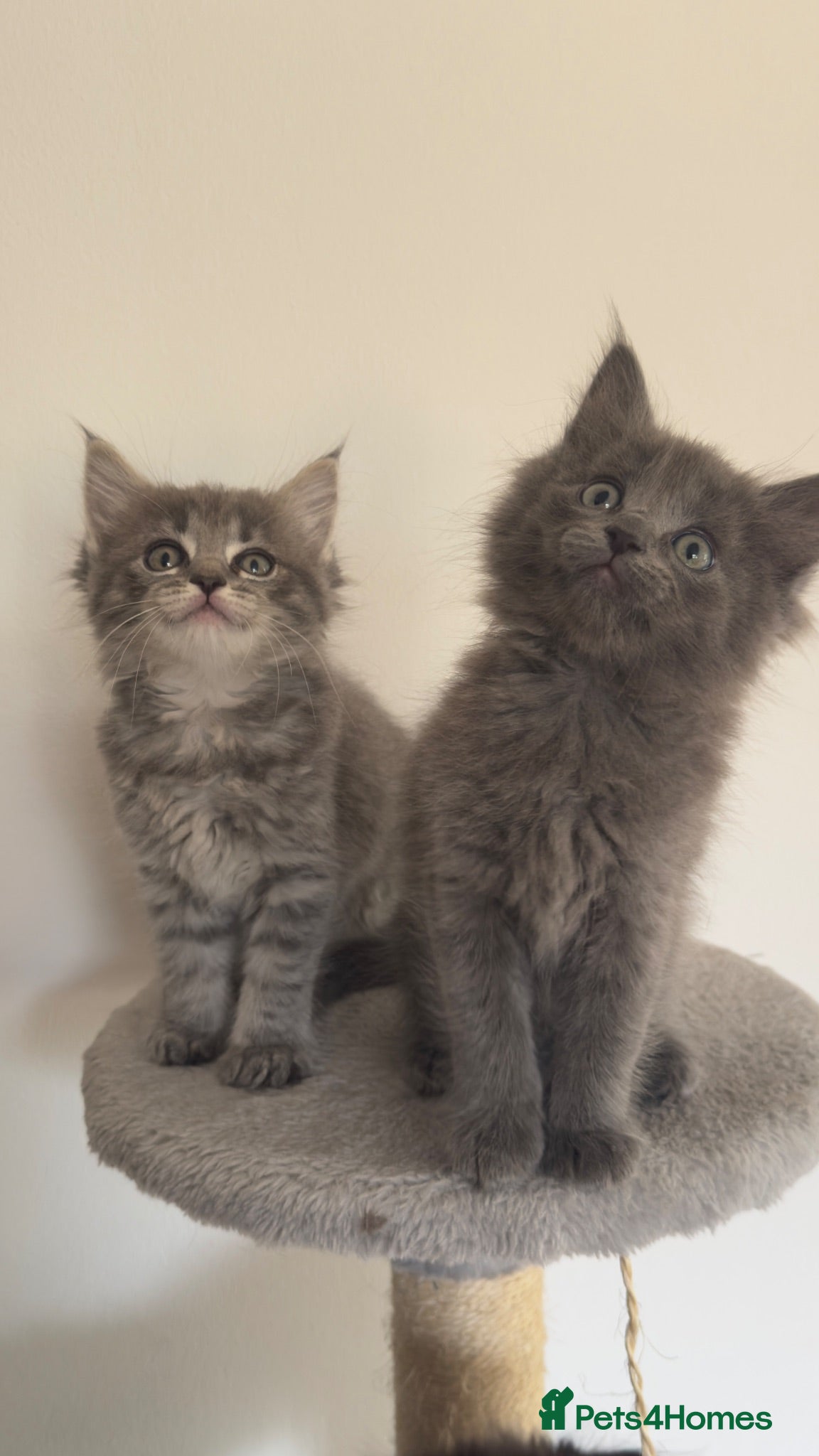 Mixed Breed cats COLLECT TODAY -Maine coon x ragdoll kittens   - Advert 13