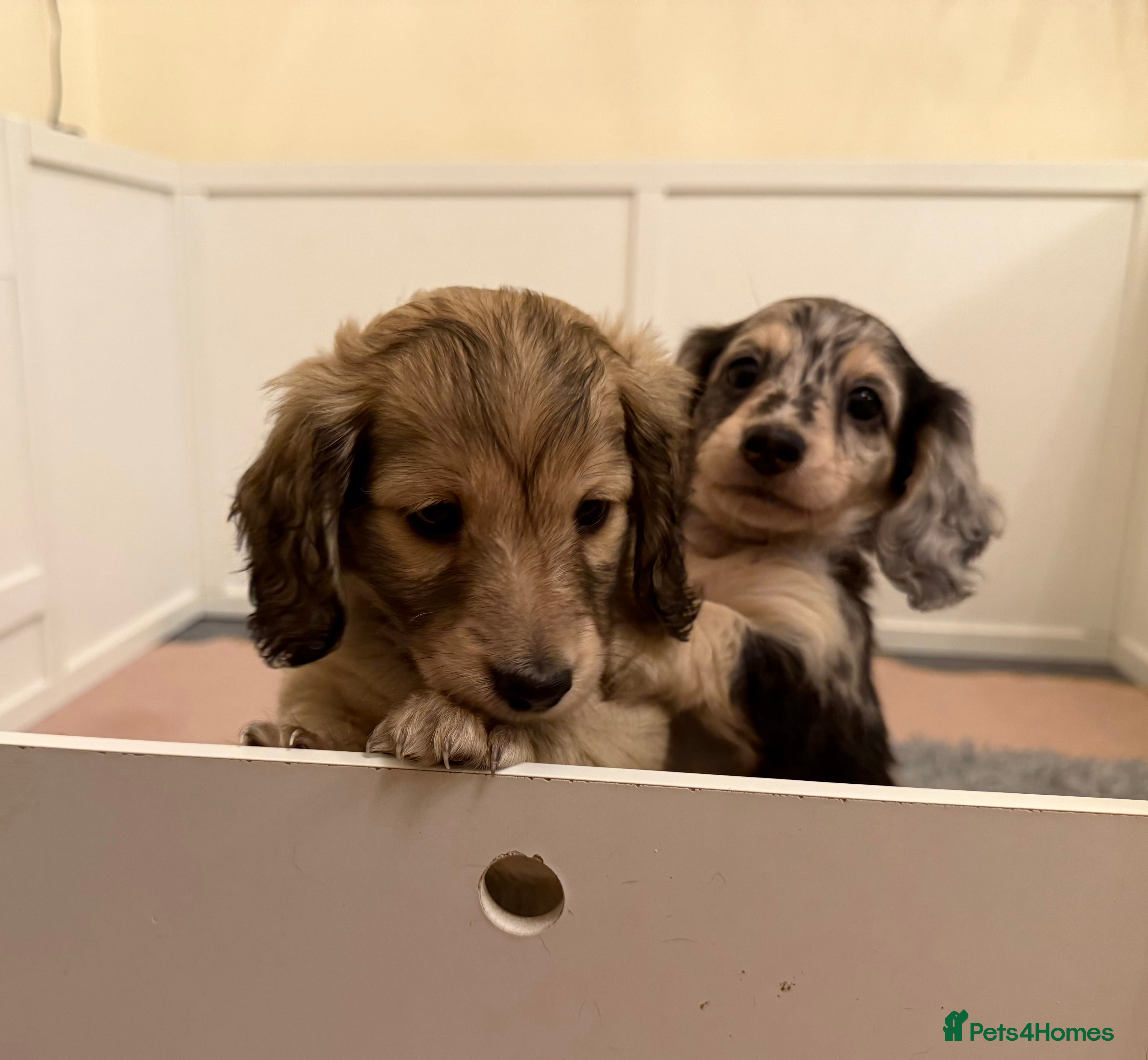 Miniature Dachshund dogs LONG HAIRED MINI DACSHUND  - Advert 2