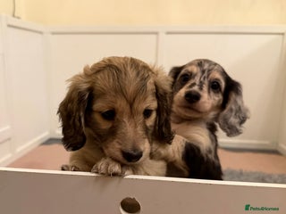 Miniature Dachshund dogs LONG HAIRED MINI DACSHUND - Advert 1