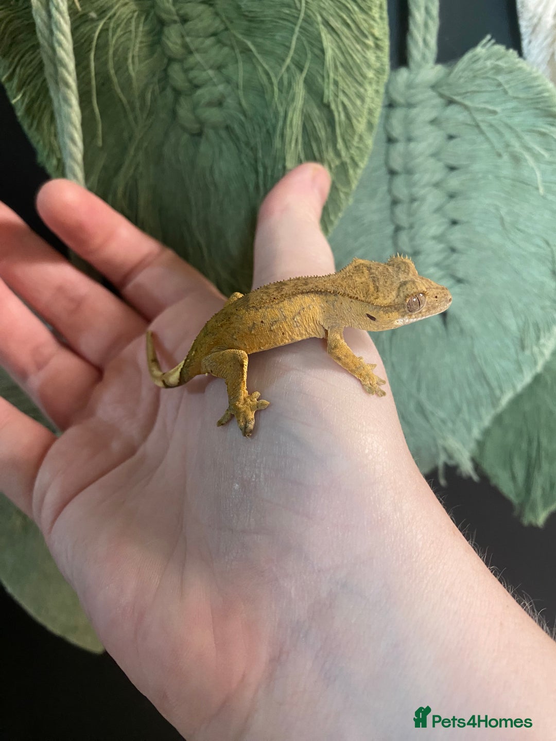 Gecko reptiles for sale: Baby crested geckos, mixed morphs in Wolverhampton - Image 3