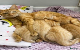 Mixed Breed cats for sale: GORGEOUS KITTENS  - Advert 2