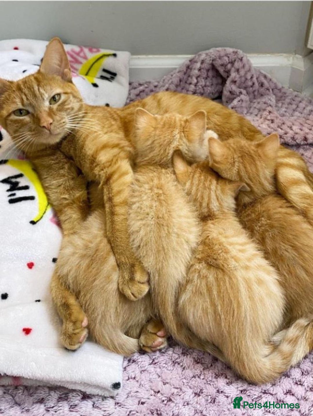 Mixed Breed cats for sale: GORGEOUS KITTENS  - Advert 2