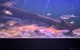 Fancy Goldfish fish for sale: Fancy Oranda goldfish - Image 5