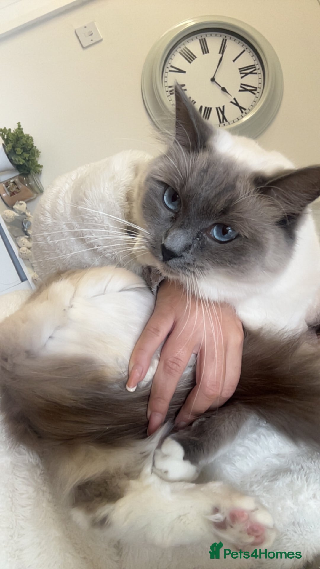 Ragdoll cats for sale: Duchess the ragdoll  - Advert 2